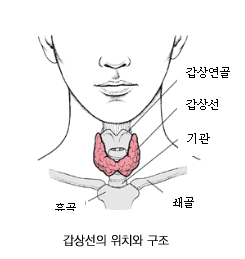 갑상선1 갑상선1
