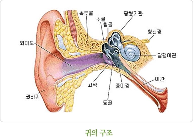 만성중이염1